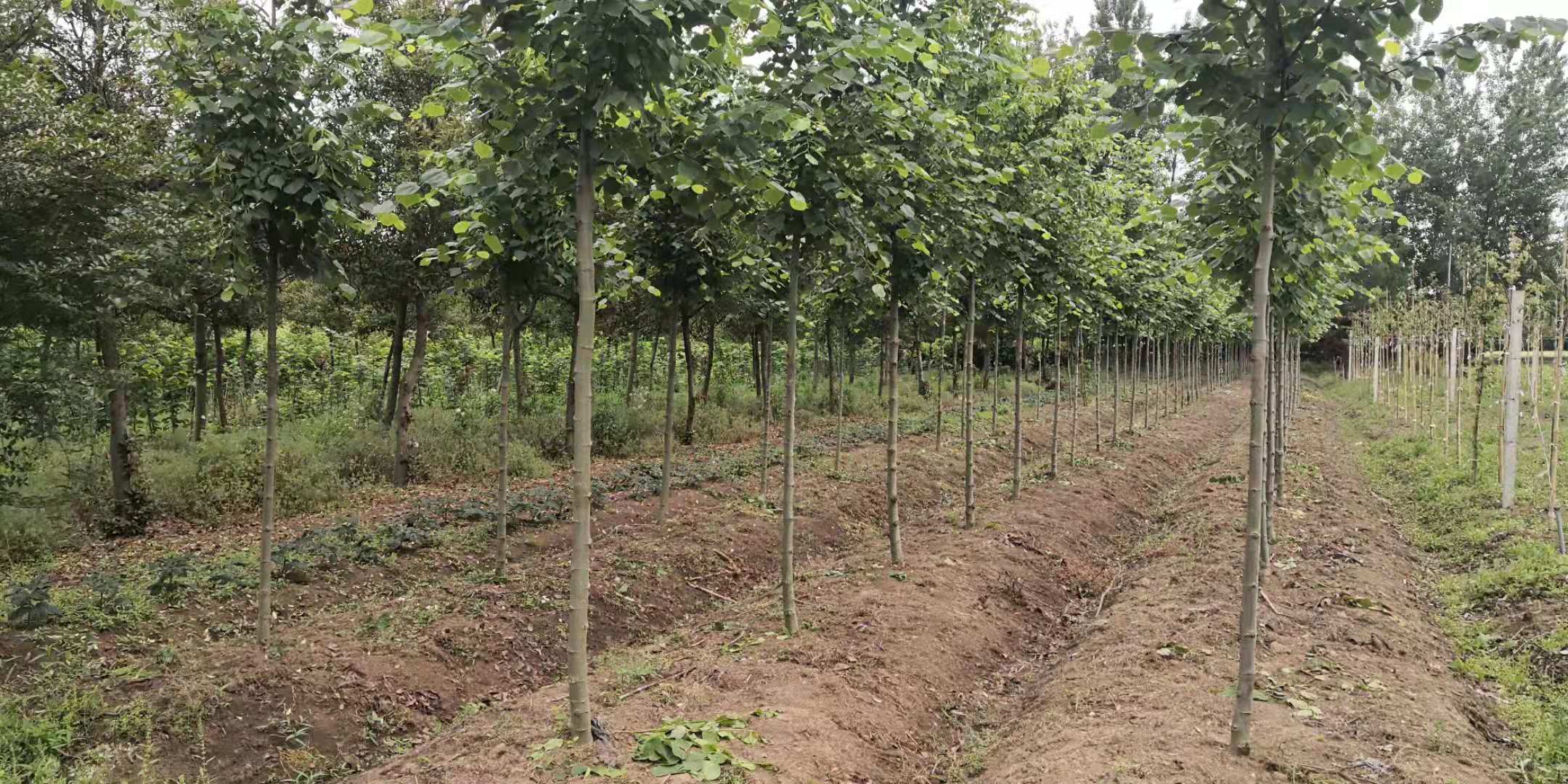 易于养护，抗逆性强！乡土树种为何总当配角？