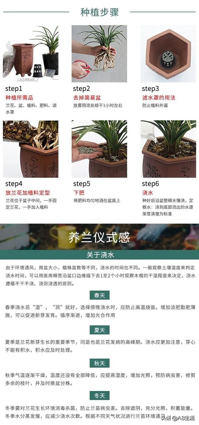 每日一品～中国兰花～蕙兰名品～金岙素