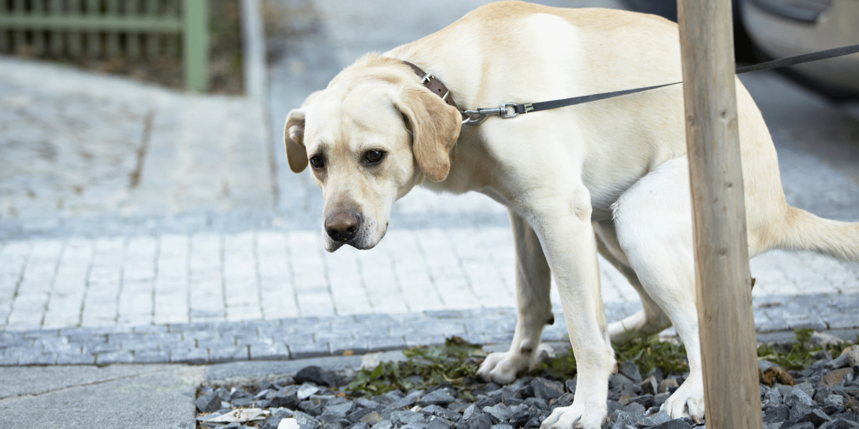 为什么我家的狗那么变态？和别家母狗一见面，就追着人家屁股闻？