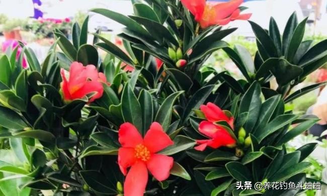 新手想养茶花，必须掌握这三个技巧，长势迅猛，开花一茬接一茬