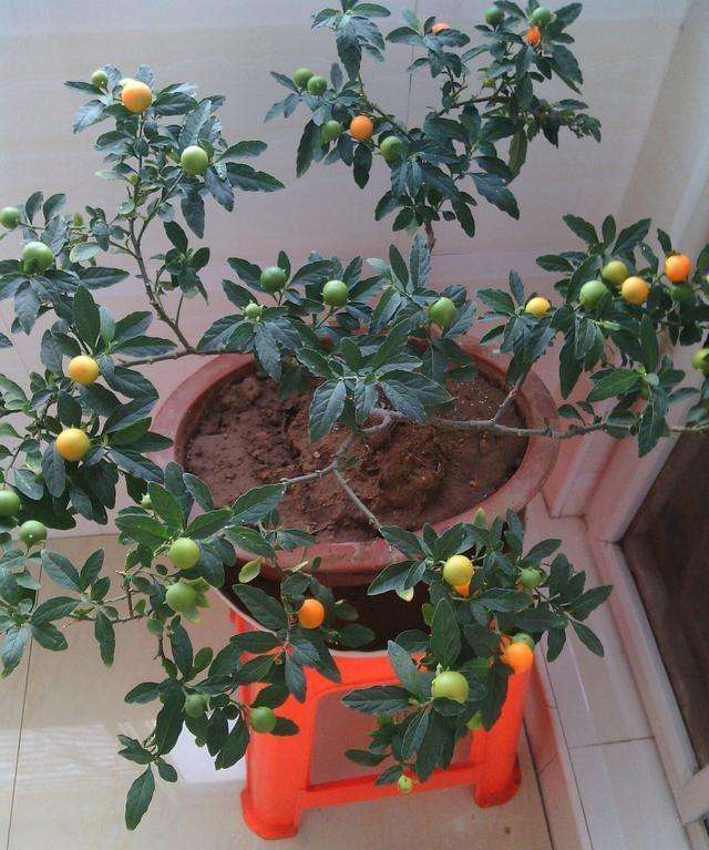 珊瑚樱的养殖方法简单介绍 珊瑚樱的养殖方法