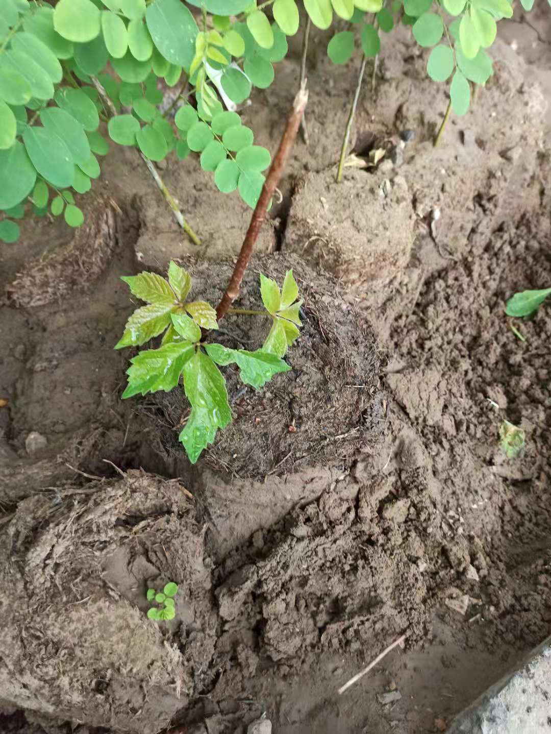 关于爬山虎的资料(爬山虎成长记