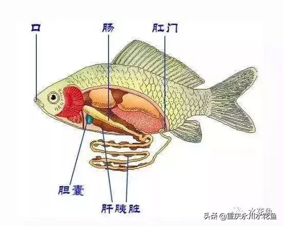 鱼的结构示意图（图文讲解之鱼的形态结构）