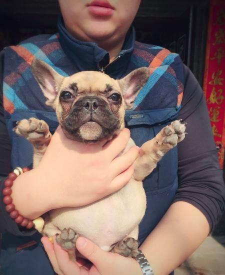 为什么说法国斗牛犬“难养”？这5点，养过的都深有体会