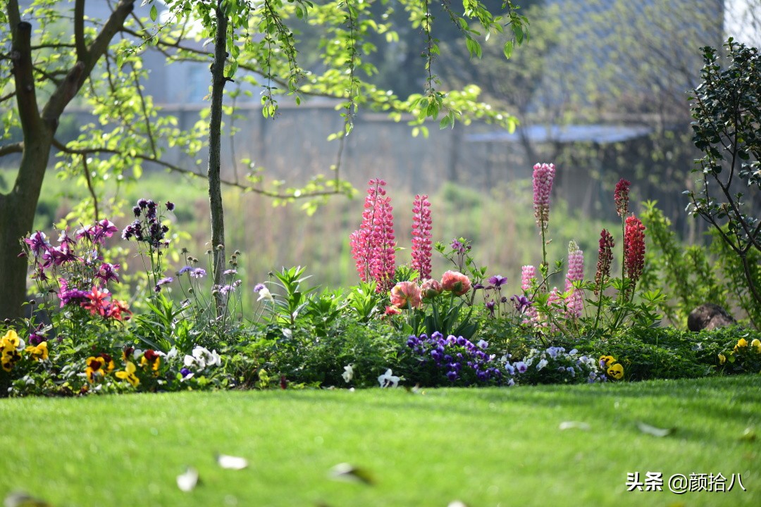 整一块美丽的草坪吧一一的草坪