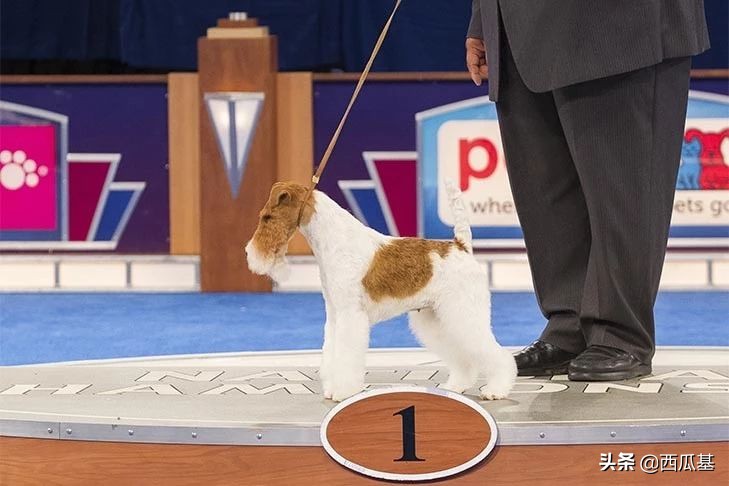 犬展世界杯比熊(回顾美国AKC犬展的十八届全场冠军，人见人爱的比熊是第一届冠军)