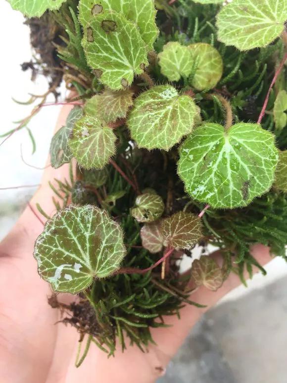 天生“体阴”的6种花,晒太阳易黄叶,阴一点反而长得绿油油