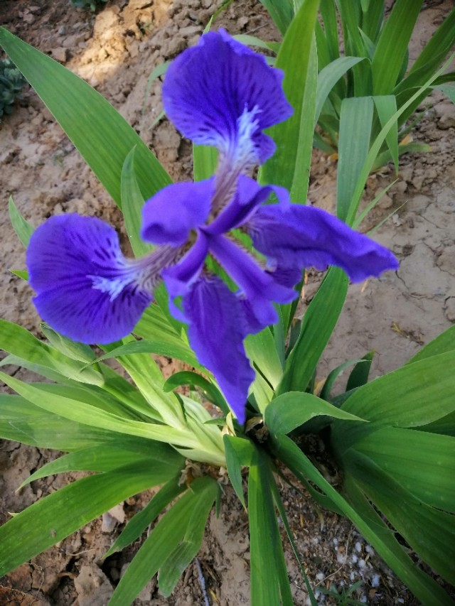 紫色鸢尾花花语是绝望的爱吗（不同颜色鸢尾花花语分享）