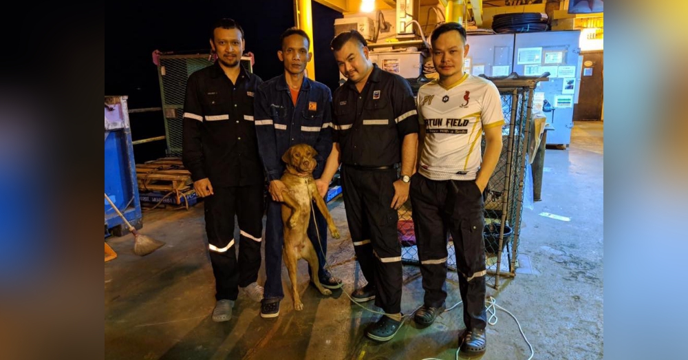 漂流汪的冒险之旅 ：小狗海上游了200公里，被石油工人救起。