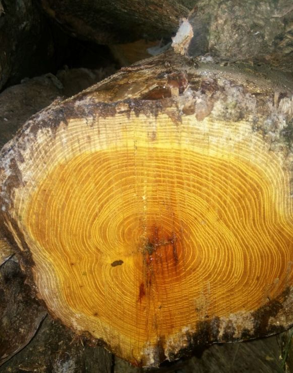 没几个人能全部认识这些木材：中国珍稀木料补遗