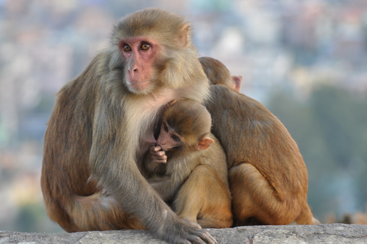 胎生动物和卵生动物的区别(浅谈三趾石龙子的双峰繁殖)