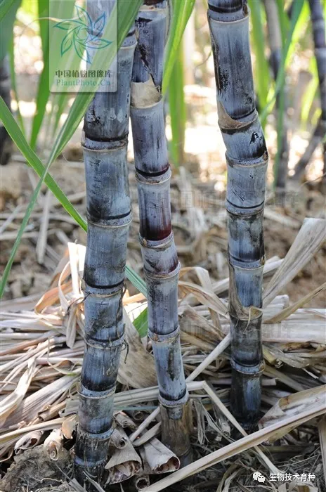 桂糖42号多少钱一吨甘蔗种植收益可观