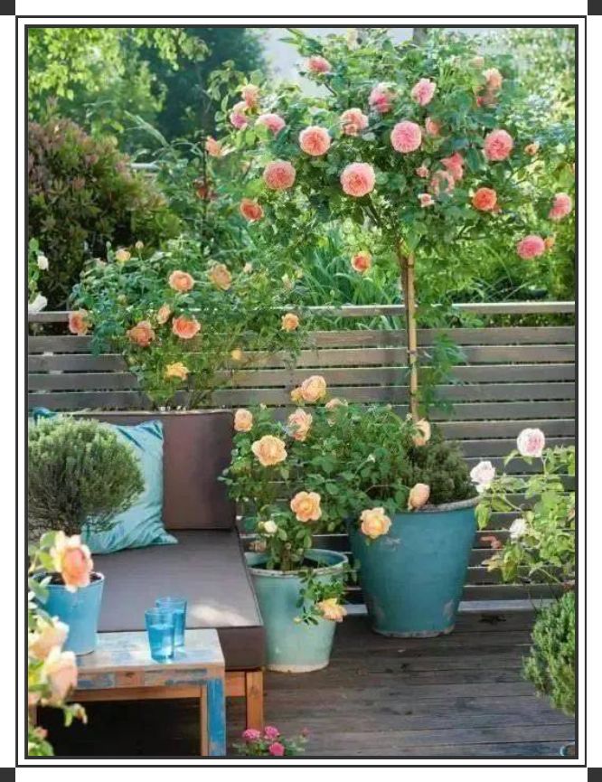 作者喜欢读关于花的古诗 也喜欢种花草 更喜欢花的味道 天天看点