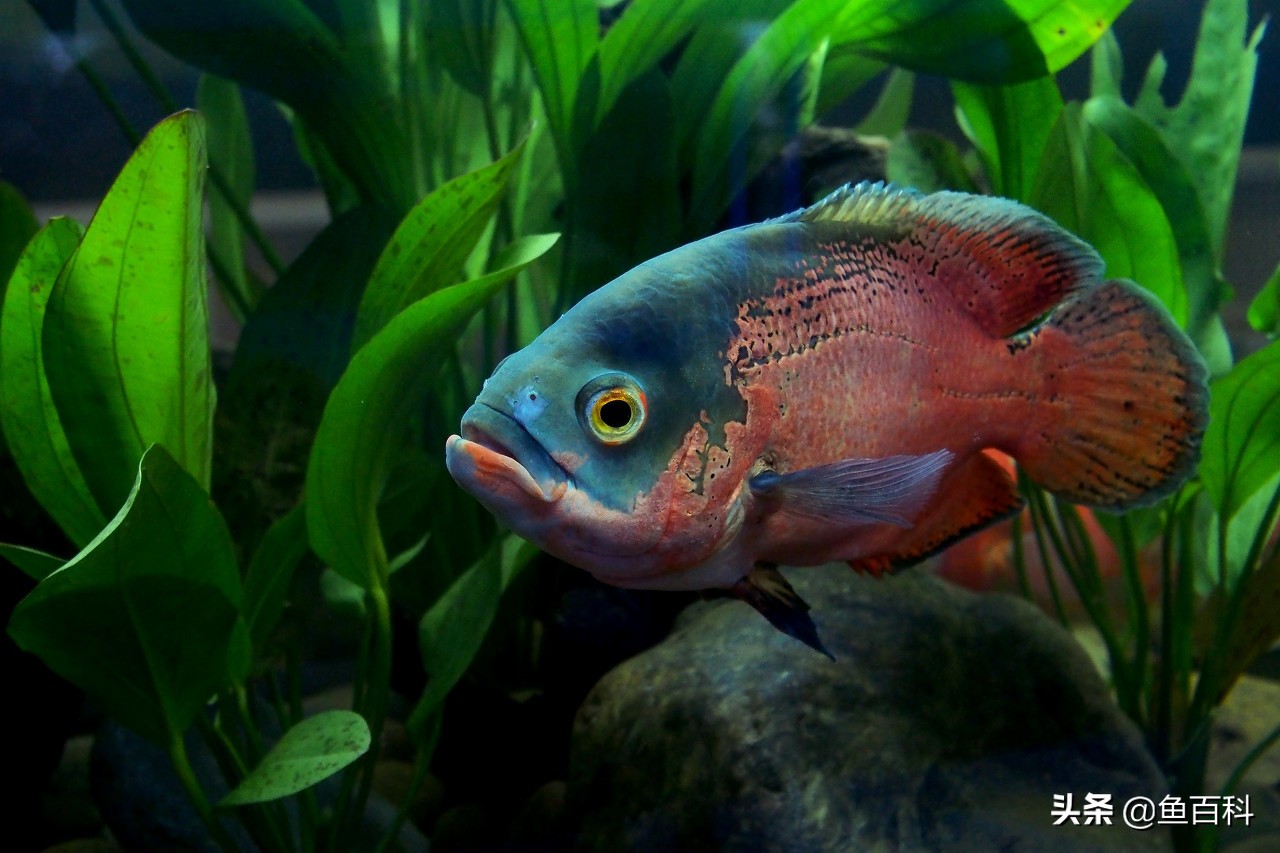 地圖魚吃什么,地圖魚吃什么長得快,顏色好