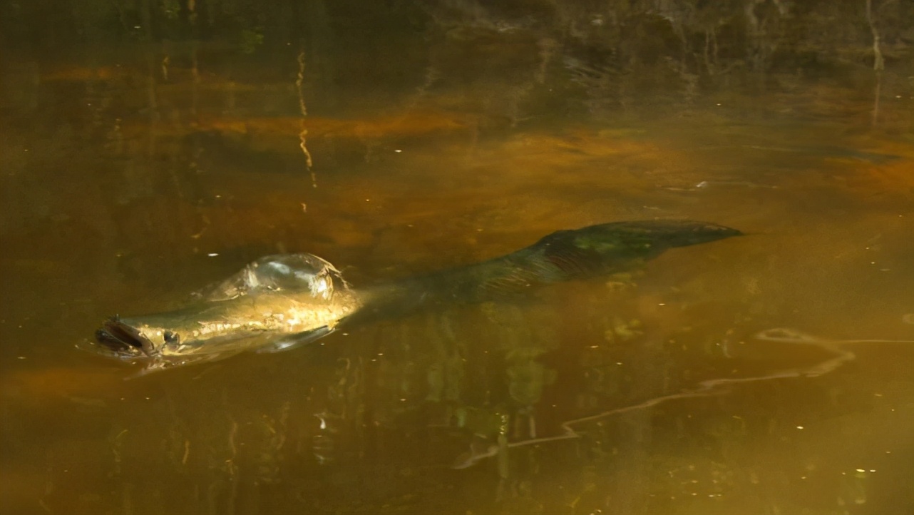 亚马逊河里最大的鱼，200斤，6米长的巨骨舌鱼，已学会呼吸空气