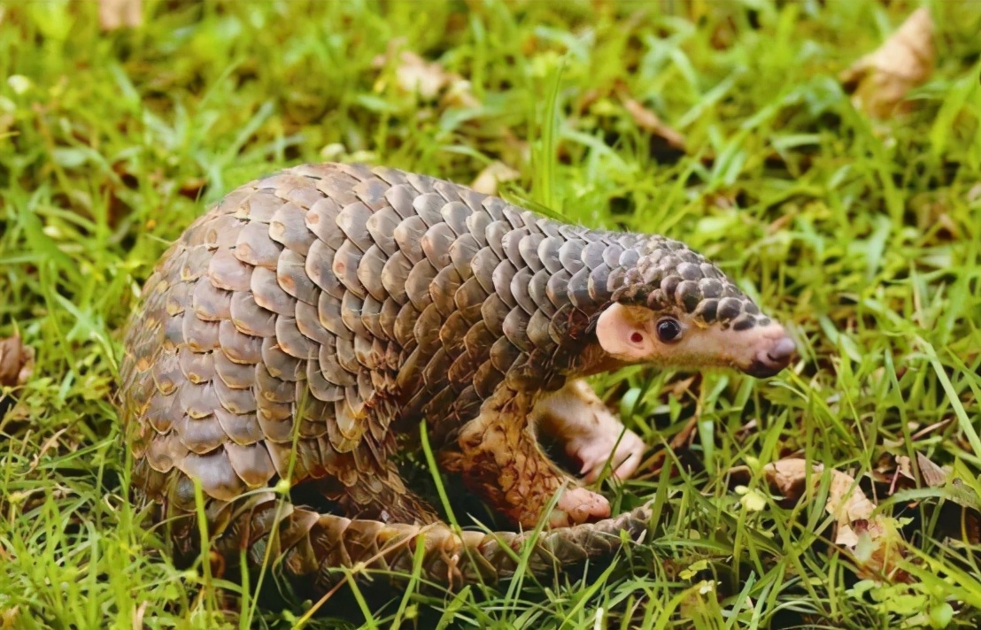 只因错误记载穿山甲的价值,16000只穿山甲被活剖