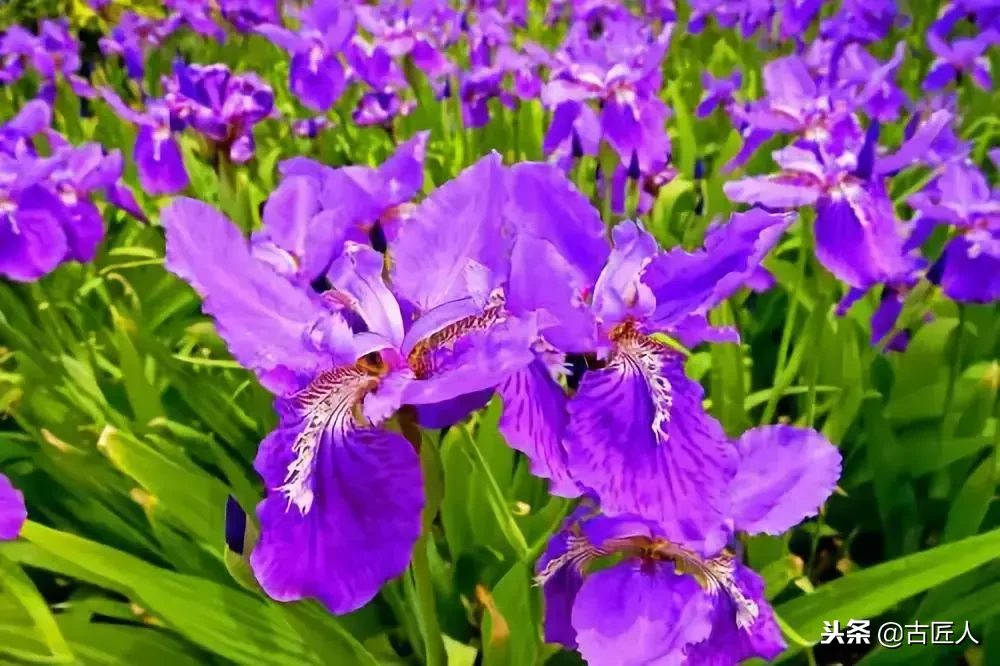 万紫千红的百花汇（百花汇中富含诗意的花）