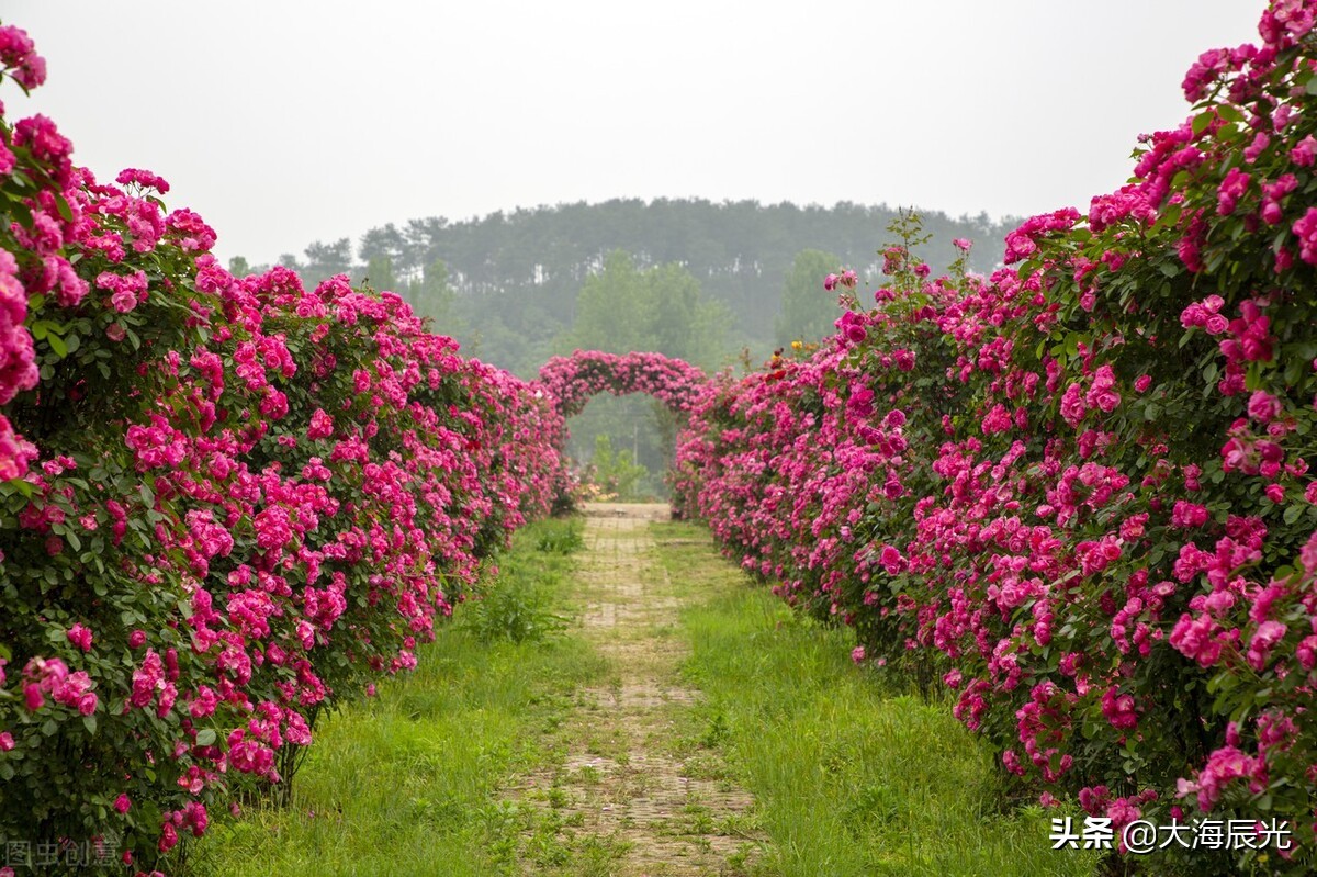 叶绿成阴，繁花似锦，拥一份静美时光