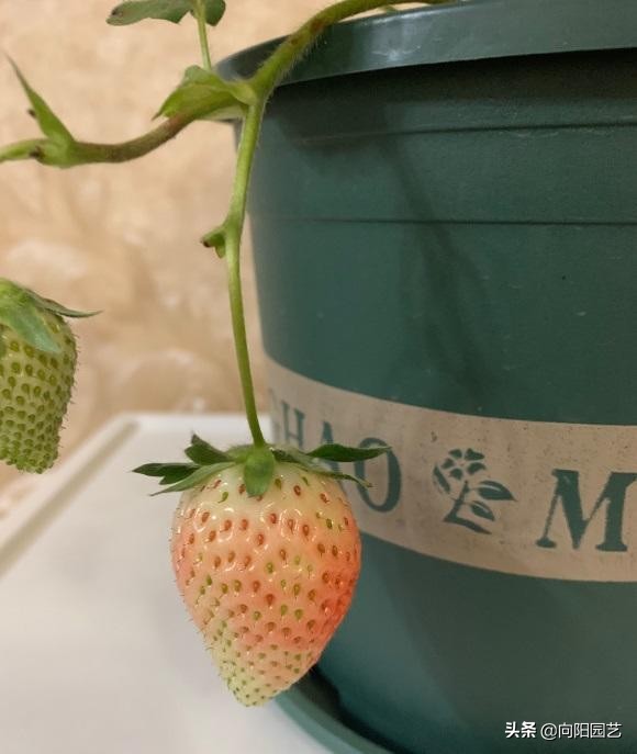 40一斤的草莓，自己也能种，种在花盆里，60天结出大果子