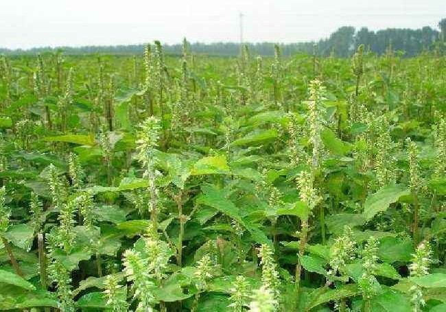 怀牛膝的功效与作用 川牛膝图片-科瑞百科