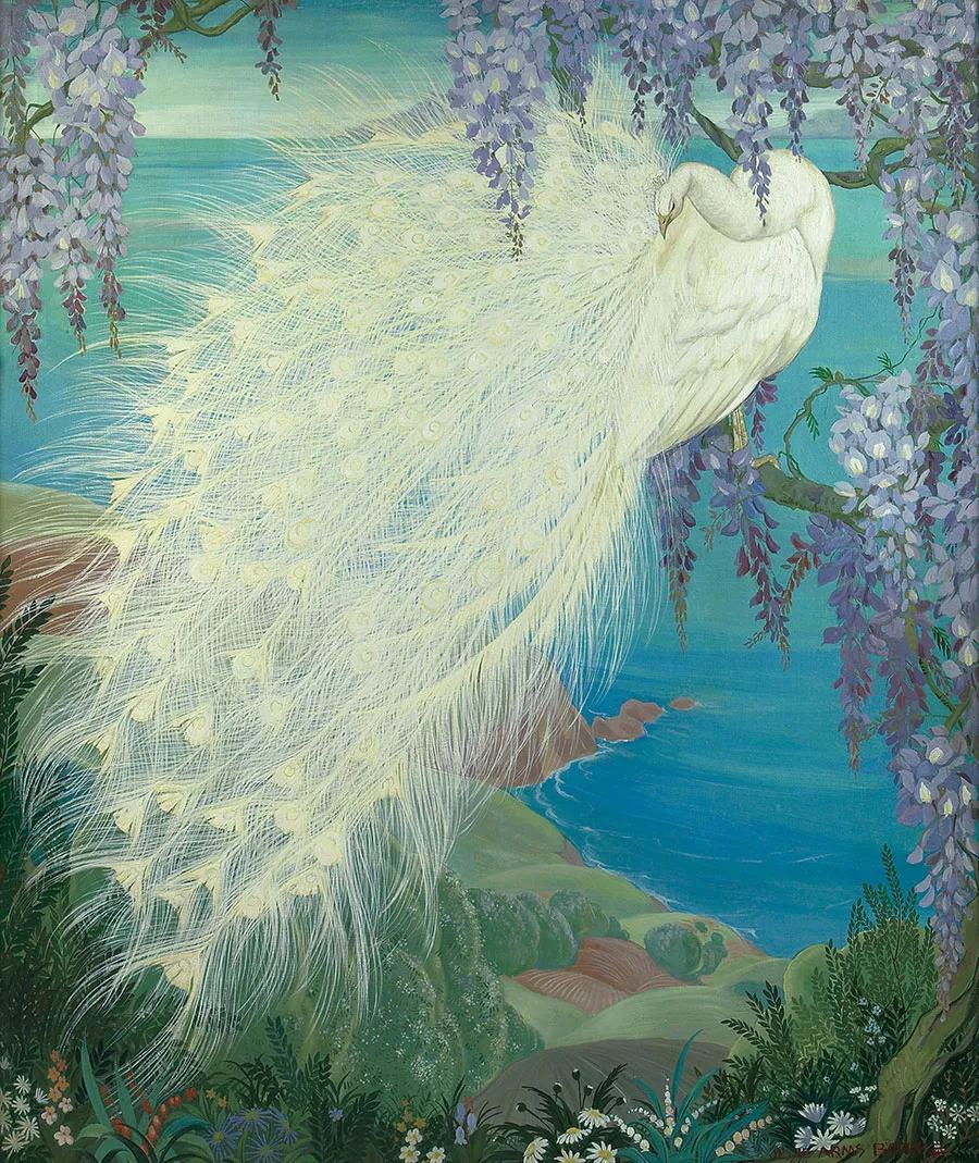 高贵,冷艳的白孔雀