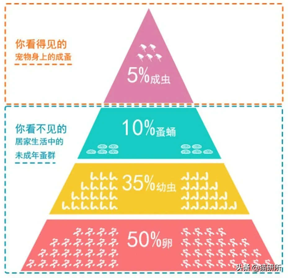 灭跳蚤最有效的方法(消灭99.99%的跳蚤，养宠家庭超实用灭蚤秘籍来了)