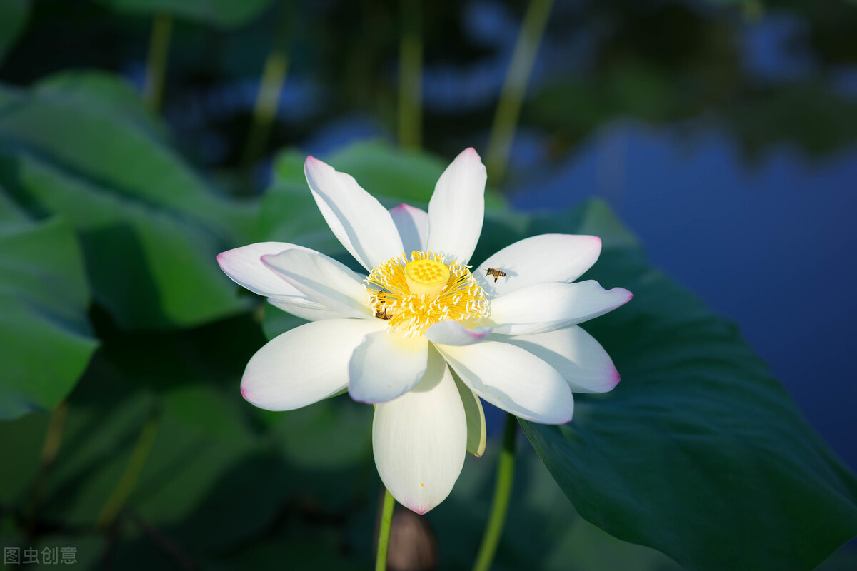 云水蒹葭，淡墨青花，炊烟袅袅几许，棠梨煎雪又落雨