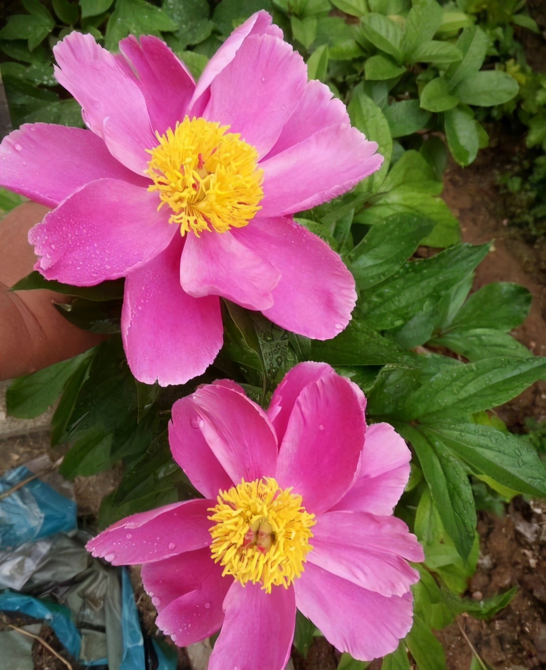 芍藥花圖片,芍藥花圖片大全大圖