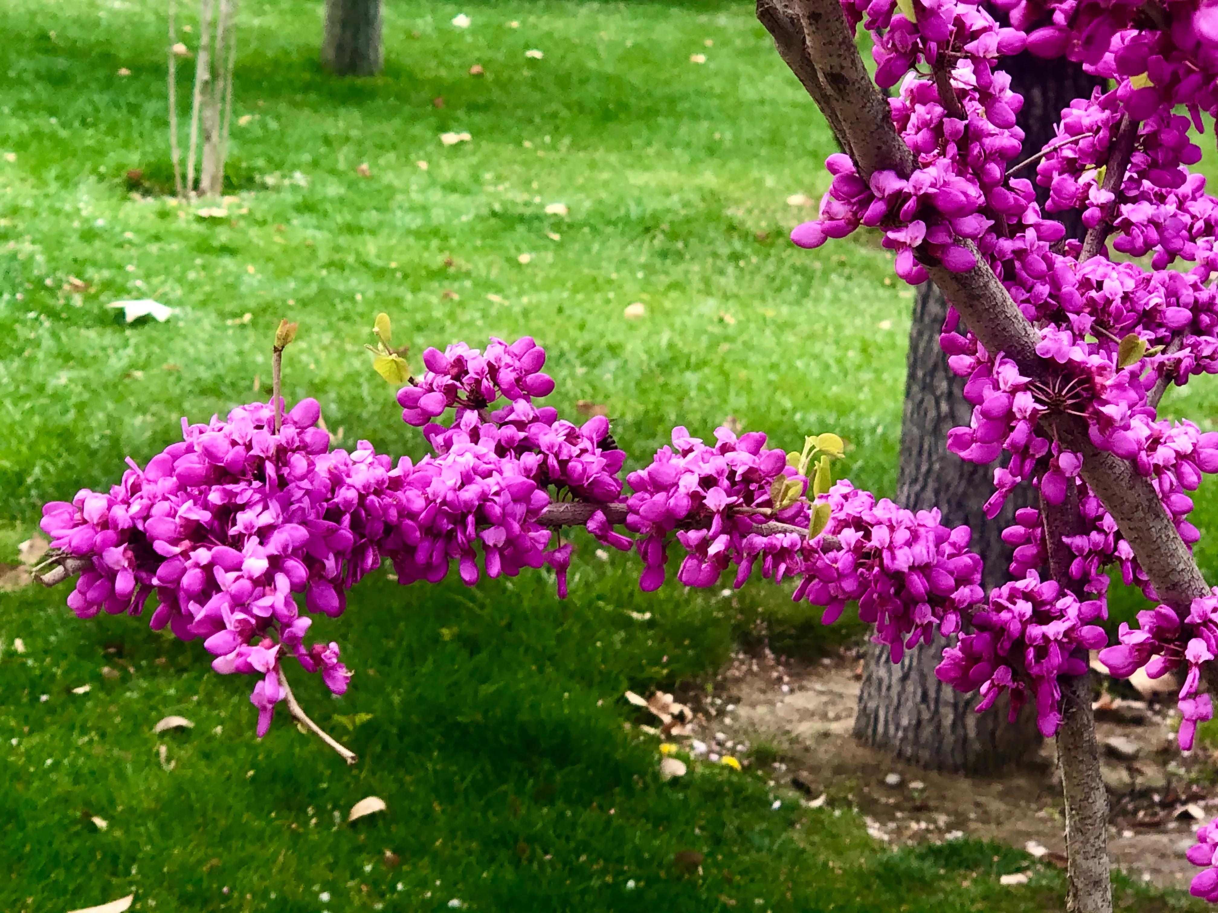 紫堇花的寓意图片