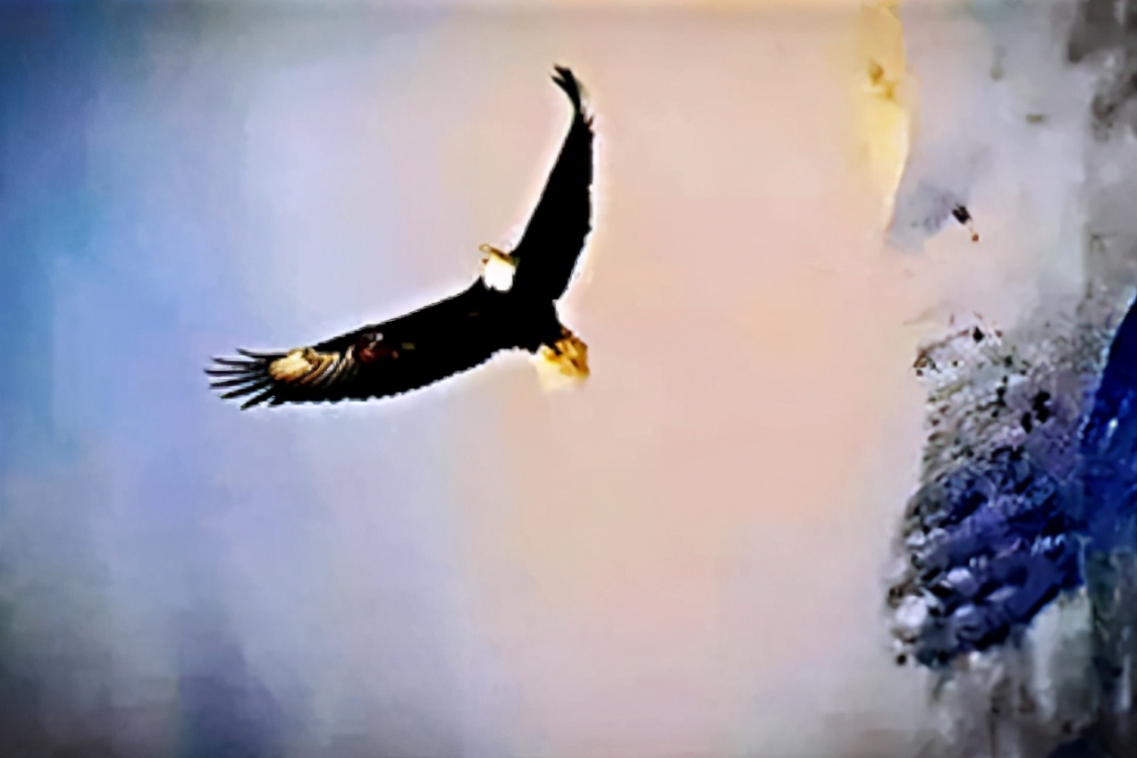 其实它不仅不知鸿鹄之志,更不知鸿鹄之苦