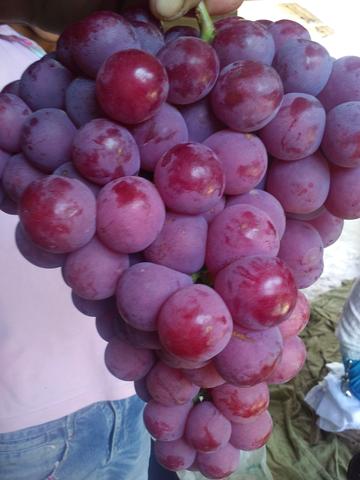 葡萄园里四季歌,春吐新芽,夏爬满架,秋收葡萄,冬埋雪下.