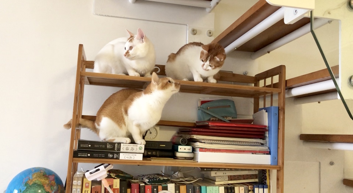 猫咪得了猫癣到底该怎么治？认清猫癣才能更好地治疗！