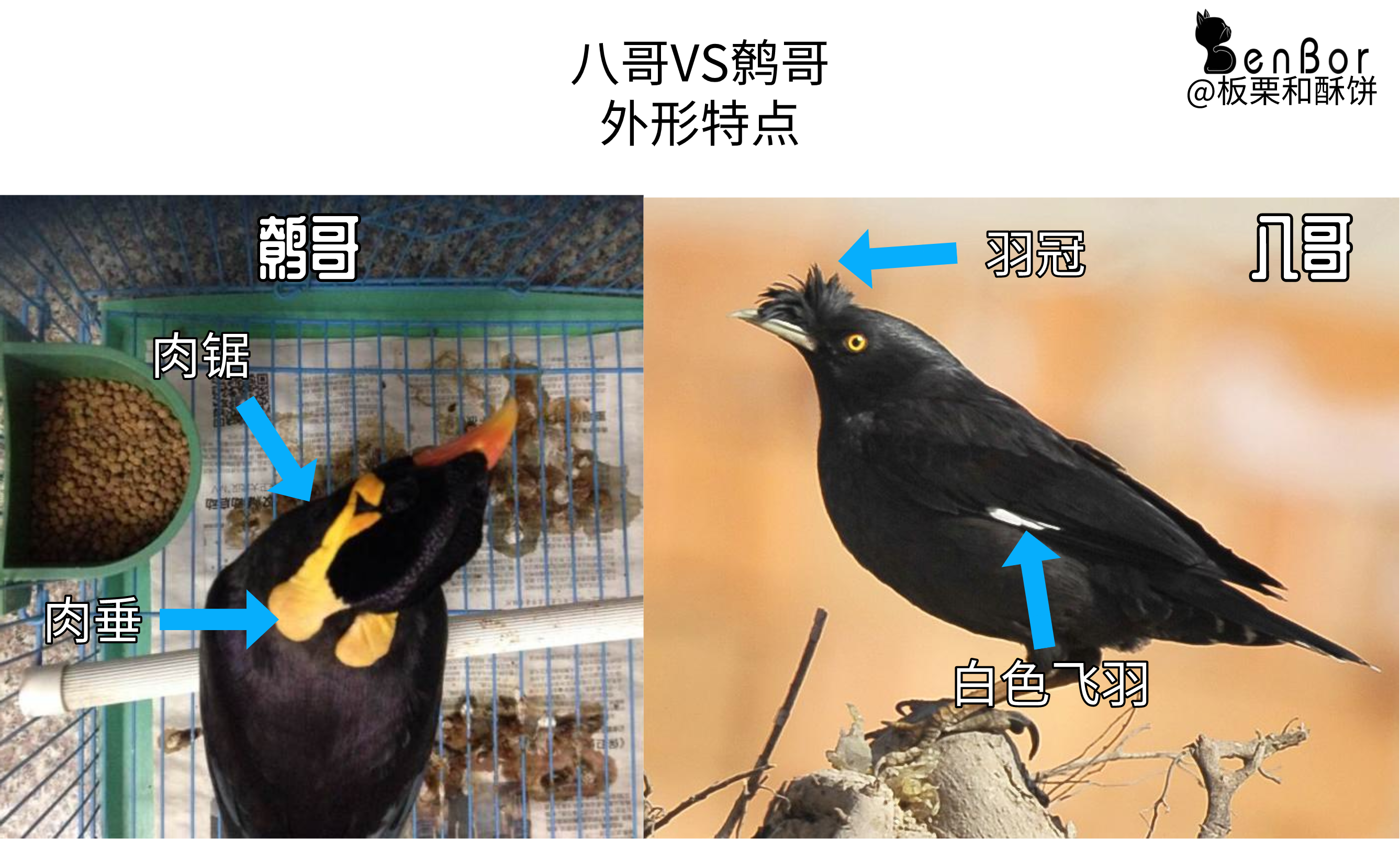 “千年的八哥，万年的鹩儿”，八哥和鹩哥看起来相似，养起来不同