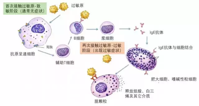 这种过敏原检测不靠谱!孩子咳嗽腹泻,也是过敏症状?