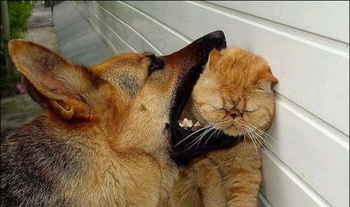被猫抓咬后，要打狂犬疫苗吗?这篇文章，可以帮到你