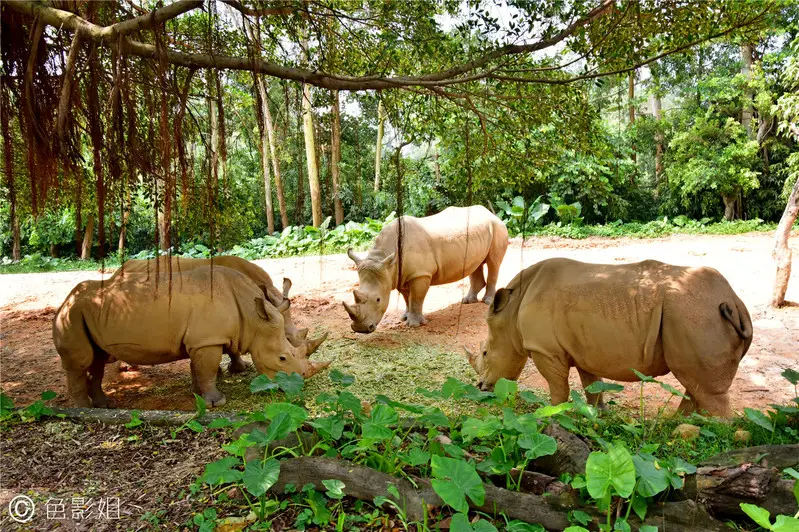 长隆欢乐世界旅游攻略景点必去（三天三夜欢乐长隆之旅）