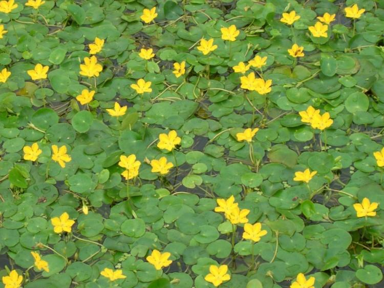 荇怎么读萏怎么读