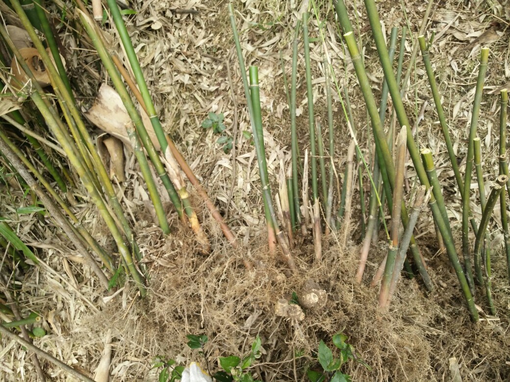 农村养花人种的"野竹盆景",比松柏秀雅,比黄荆好成活,来安排