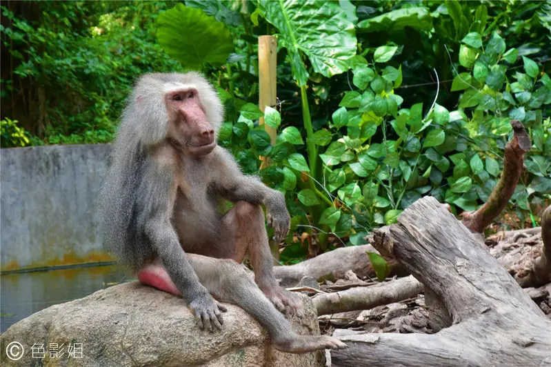 长隆欢乐世界旅游攻略景点必去（三天三夜欢乐长隆之旅）