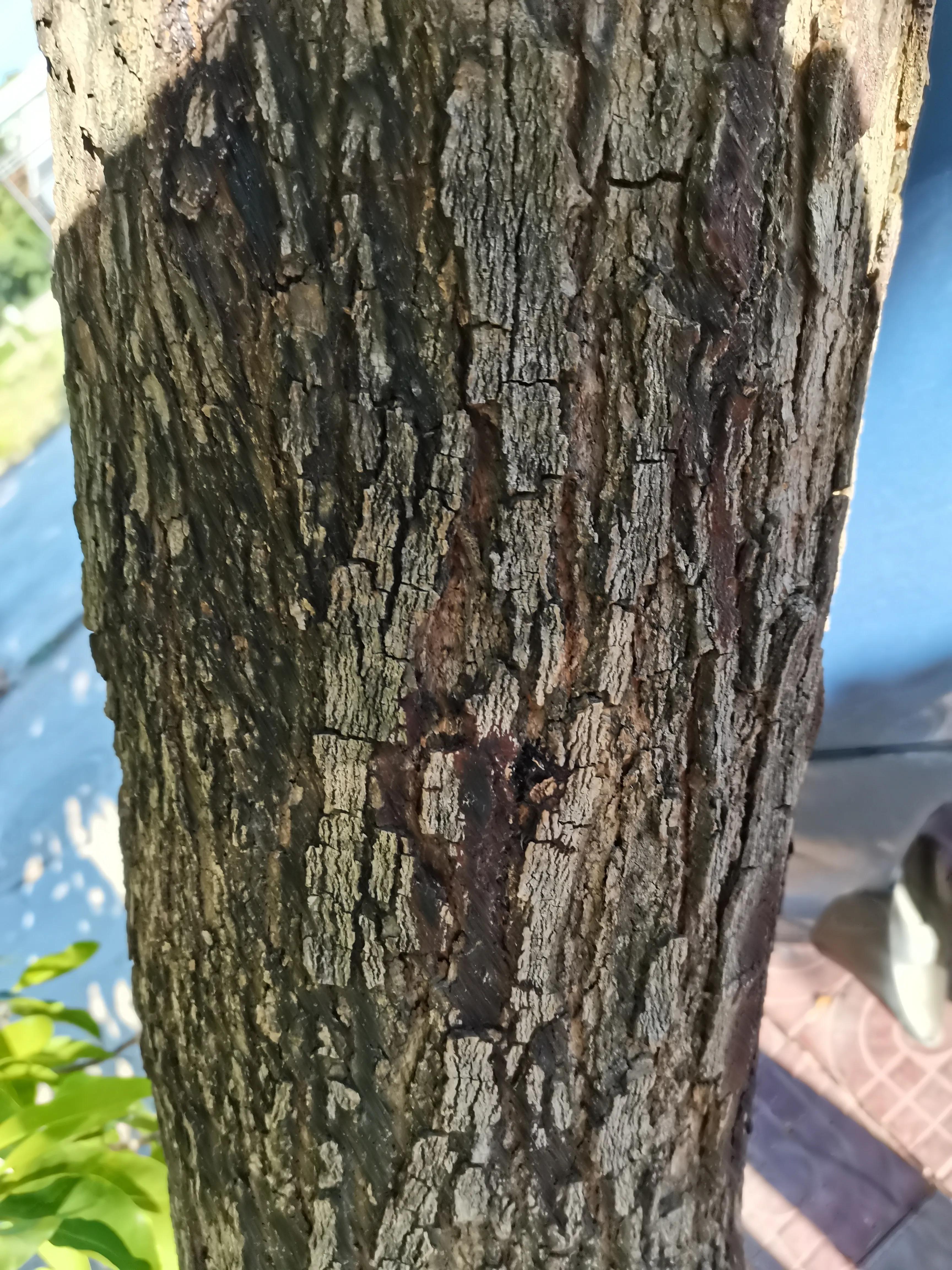 主干粗糙的树皮