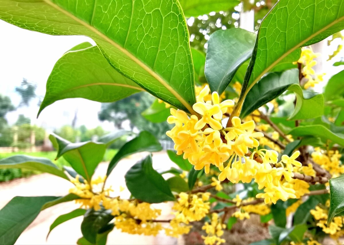 九种“吉祥树”，越老越值钱，越养越“富贵”
