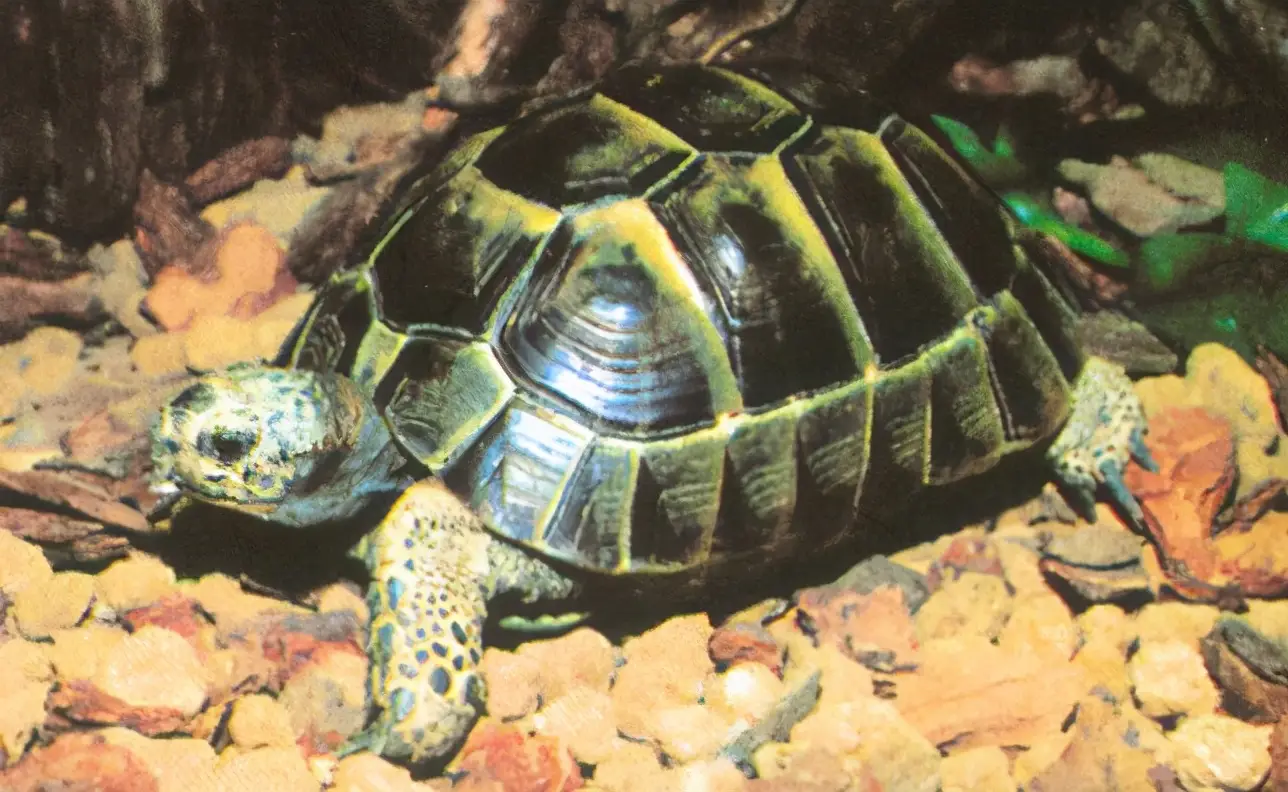 乌龟的种类图片及名称（乌龟的品种图片）