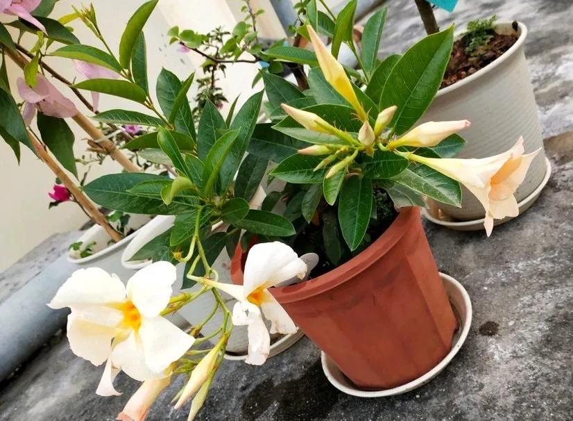 被称作“热带藤本皇后”的飘香藤，怎么养才会开花不断？