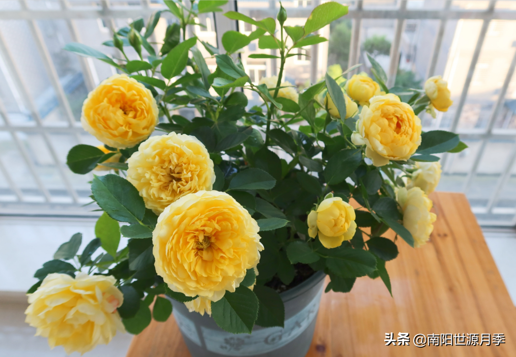 莫奈月季的优缺点（强烈推荐8款月季耐热耐晒）