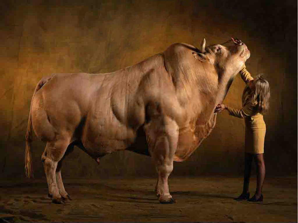 魔鬼筋肉牛：人类改造出来的怪物，世界上最强壮的牛，你敢吃吗？