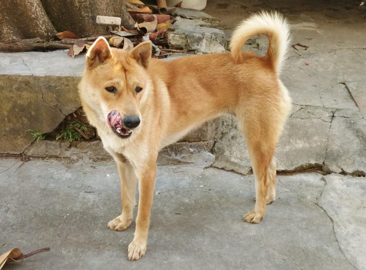 这6种田园犬,不比外国狗差