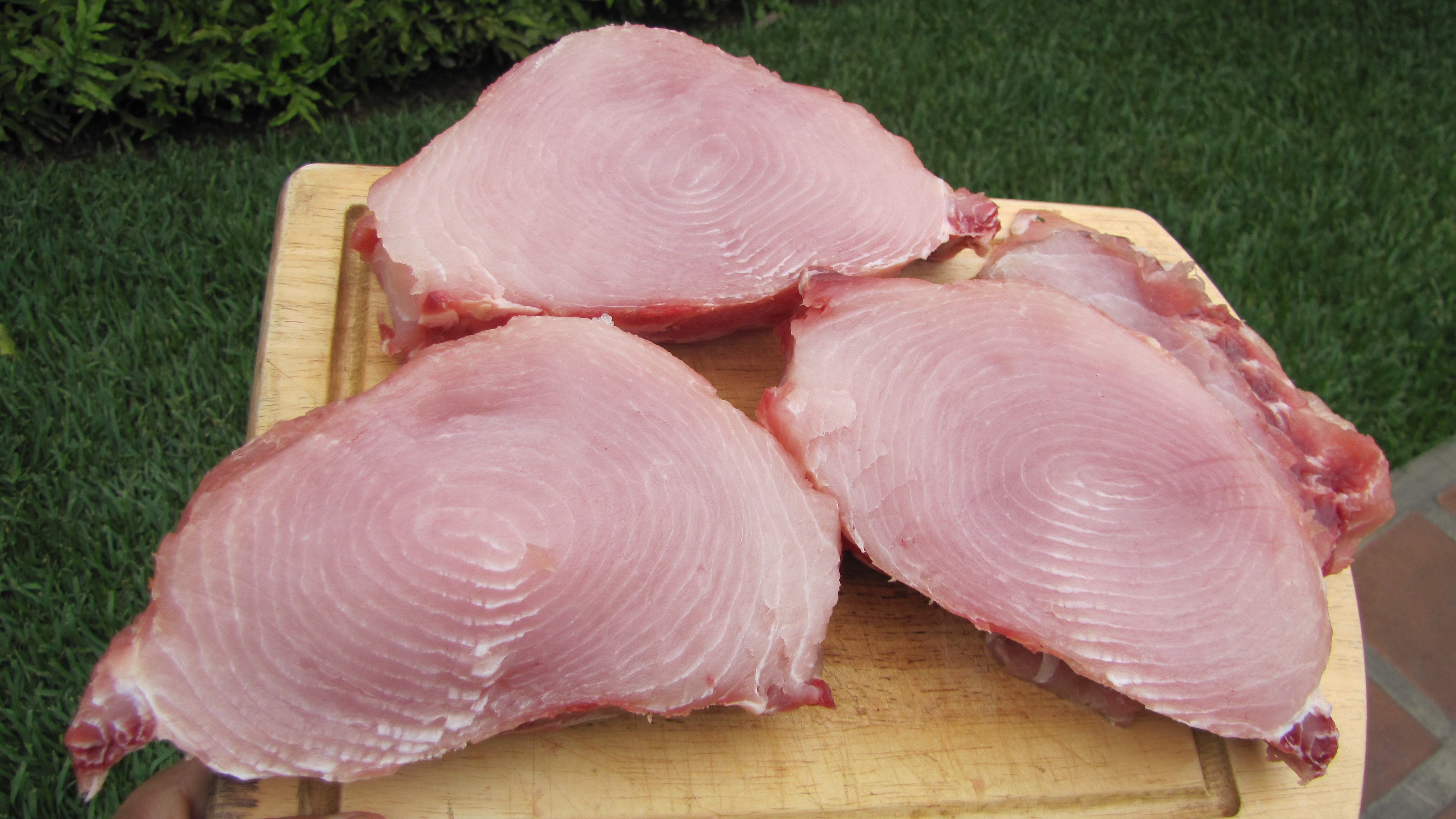 亚马逊胆大包天鱼，看见有人马上凑过来送死，因此差点绝种