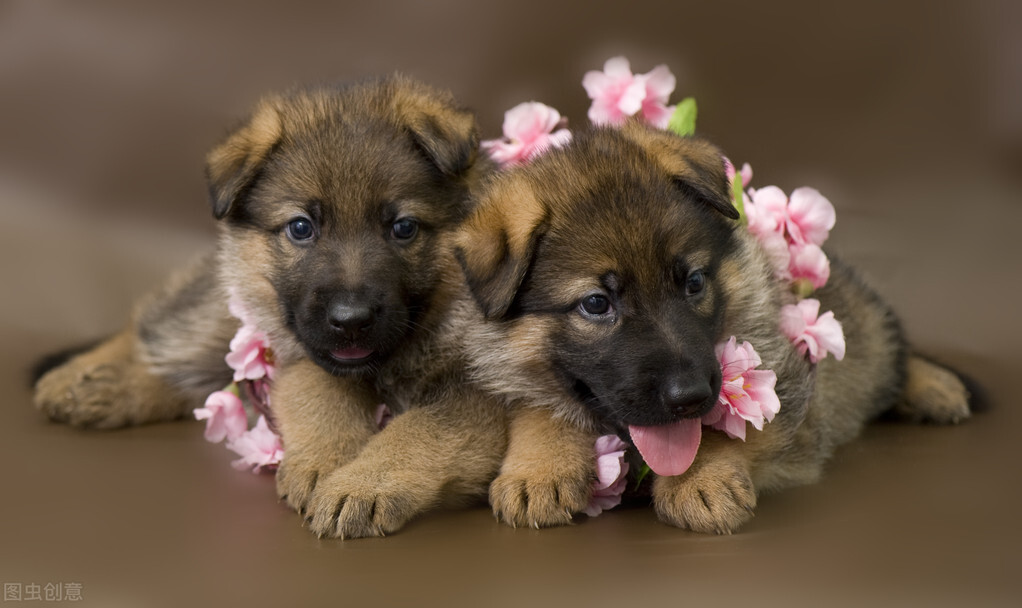护卫犬德牧，新手怎么养？