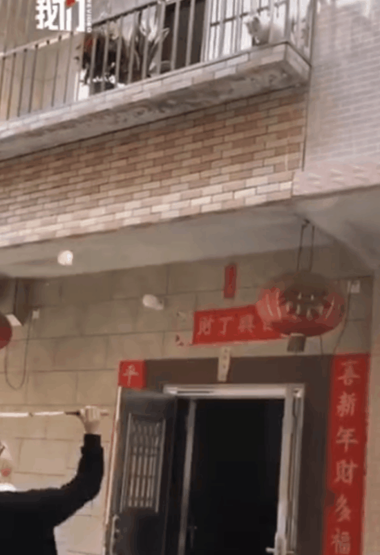 【寵物宅設計情報分享】寵物宅家被迫營業：我可太太太南了-指尖日報 家居裝潢