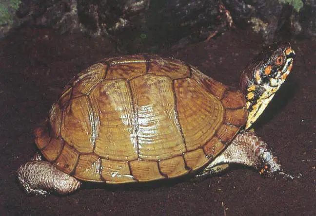 乌龟的种类图片及名称（乌龟的品种图片）